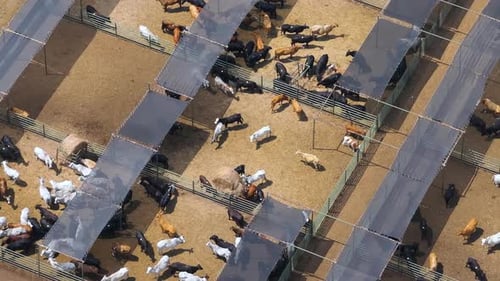 Lote de pienso para vacas con carne, vacas, corral de ganado en una granja en EE. UU.