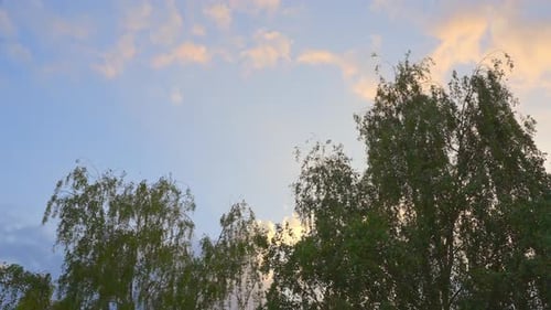 Orangetöne Wolken vom Sonnenuntergang bis zum Sonnenaufgang ziehen über Baumkronen, Zeitraffer