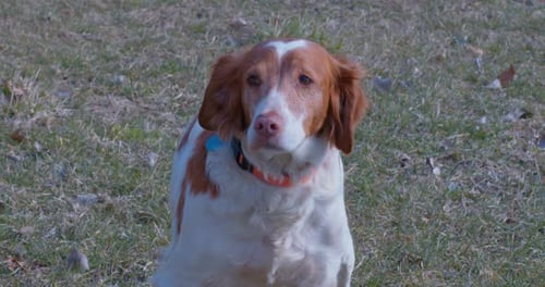 Static shot of a stunning brown and white dog sitting patiently in a park