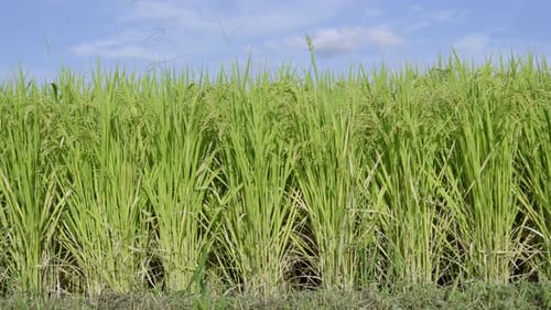 Close up of lush green rice growing in summer against blue sky