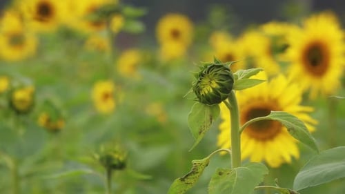 A close-up shot of a sunflower about to bloom, surrounded by blooming sunflowers in the background.