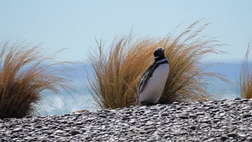 Paseo de pingüinos por la playa