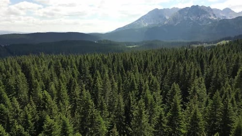 Aerial view of a beautiful, coniferous forest, huge epic mountains stand on the horizon. Durmitor.