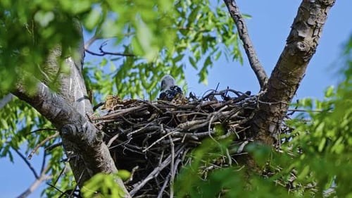 Eaglet Of Changeable Hawk Eagle Resting On Its Nest. - close shot