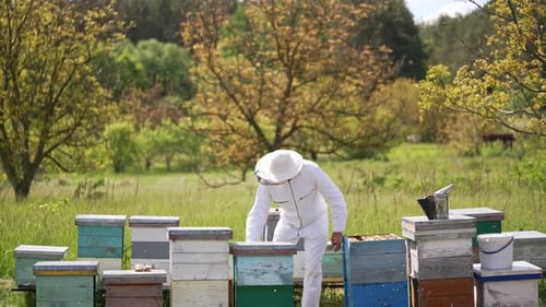 Beekeeper collects honey in the garden.