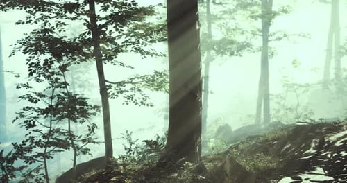 Sunlight Filters Through Lush Foliage in a Serene Forest Setting