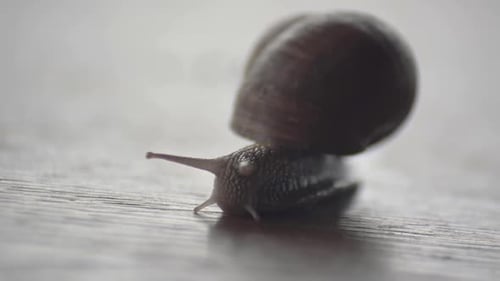 A snail carrying its shell and moving slowly on a wooden table