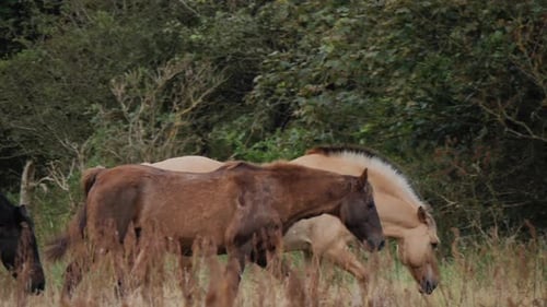 Group of differently colored horses walking on a field from left to right with grass in foreground a