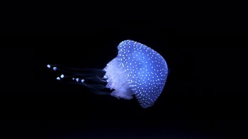 Jellyfish Swimming in a Dark Aquatic Environment