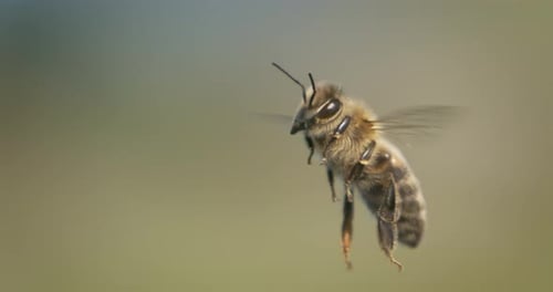 Honey bee fly in a super slow motion. Shot on super slow motion camera 1600 fps. Bees are best known