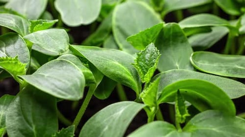 Growing Plants in Timelapse Sprouts Germination Seeds Sprout Through the Soil Newborn Seeds The