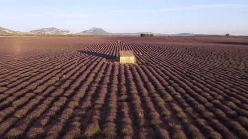 Plateau de Valensole and famous house in lavender fields, Provence, France