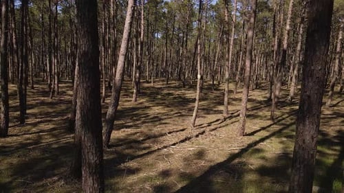 4K-Drohne bewegt sich langsam nach links in der Mitte einer Kiefer und zeigt die Baumstämme und Schatten.