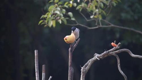 Nahaufnahme einer azurblauen Elster, die auf einem Ast thront und sich an einem Stück Obst ernährt
