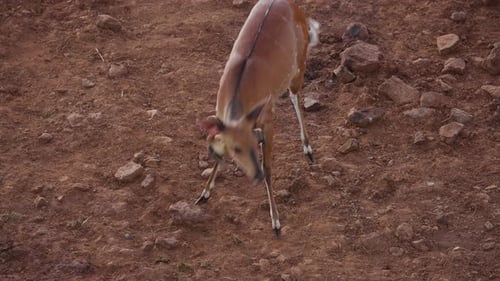 Buschbock mit mehreren Ochsenspechten, die ihren Rücken und Hals in der Savanne reinigen