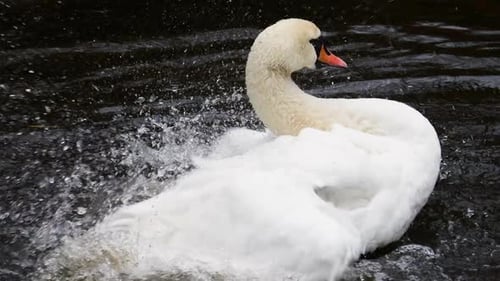 Le cygne blanc se baigne, lave et nettoie ses ailes et ses plumes dans l'eau de l'étang. Lent