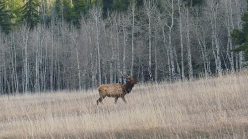 Elk walking in open field yellow grass Aspen trees Evergreen Colorado fall autumn pan right zoom in