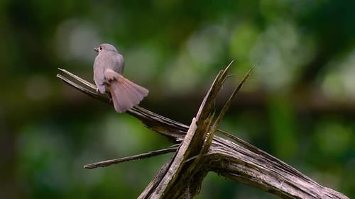 The Hill Blue Flycatcher is found at high elevation habitat it has blue feathers and orange-like bre