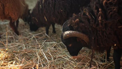 Aus nächster Nähe untersucht ein Schaf mit gekräuselten Hörnern und weicher langer brauner Wolle den Heuboden darauf, um den