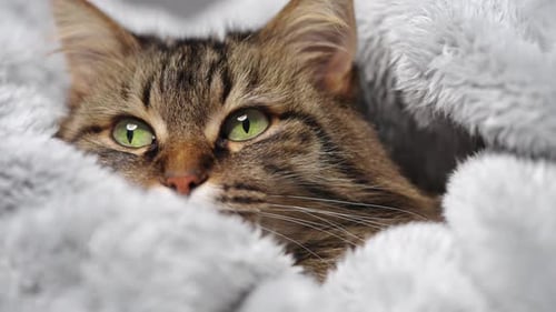 Cute Tabby Cat Lies Wrapped in a Blanket Concept of Adorable Pets