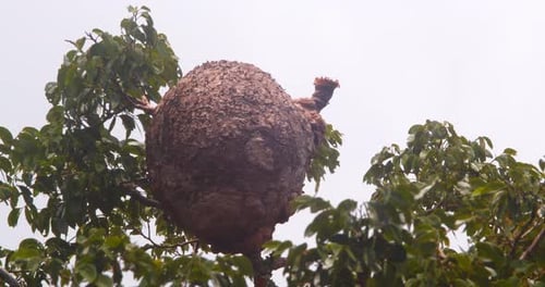 Large Beehive in a Leafy Tree
