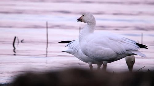 A couple of snow geese eat plants on the shore of a river. Filmed in Quebec (Canada) during the spri