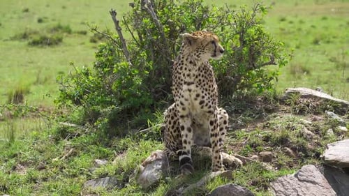 Majestic Cheetah Sitting on Grassy African Savanna