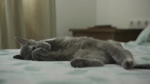 Gray Cat Sleeping on Bed, Paws Up