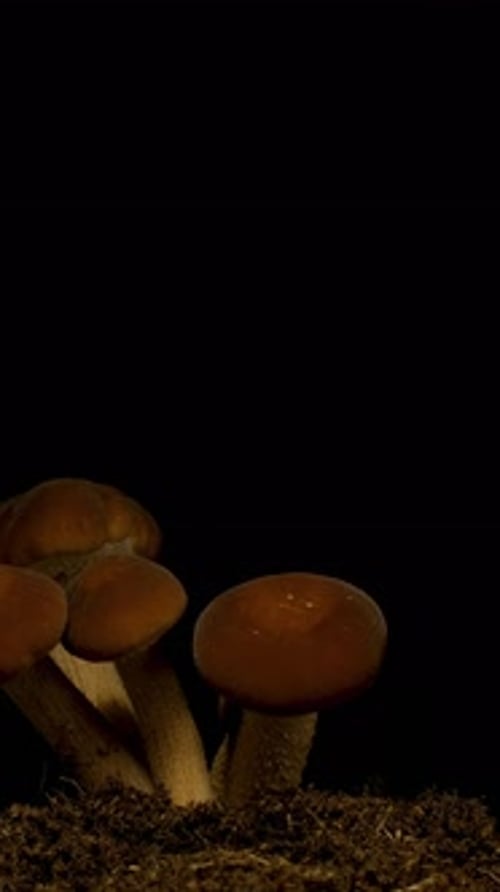Mushrooms Growing in Dark Soil Close-Up