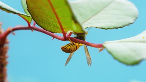 Bee 4k