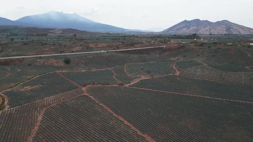 Aerial image of an agave field in Tequila, Jalisco 4