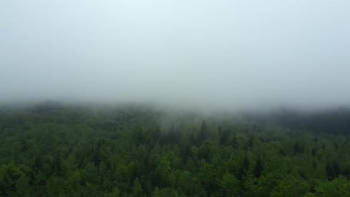 Amazing epic aerial drone shot morning mist fog rolling in over green forest at summer day