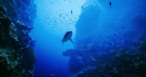 Underwater Exploration Reveals Diverse Marine Life in Deep Blue Ocean