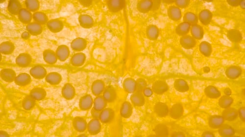 Décorer une baie de Physalis en 5 histoires