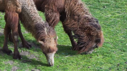 Dromedary Camel Eating Fresh Greens in a Close Up Shot