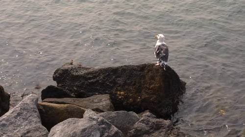 White seagull (western gull) bird sitting on rocky ocean harbor shore looking out at the water scave