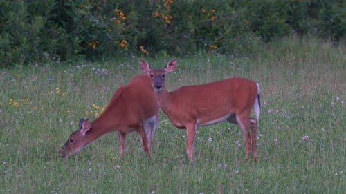 Two alert white tailed deer grazing in a grassy field in the late evening light.