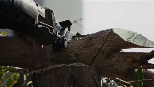 Sawing Wood In Nature 7