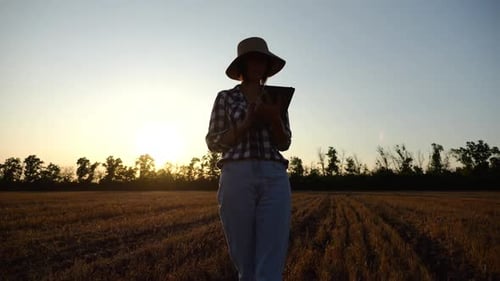 Female Agronomist Using Digital Tablet at Wheat Meadow at Dusk Farmer Monitoring Harvest at Barley
