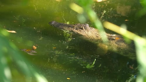 Alligator Swimming in Green Pond Surrounded By Foliage and Sunlight