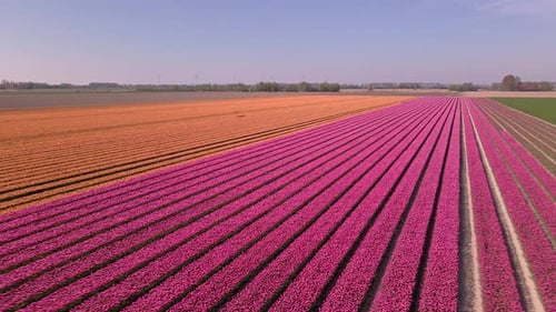Aerial View of Tulip Fields