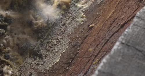 Extreme Close Up of Mold Growing on Wood