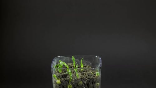 Pea Shoots Growing in Time Lapse
