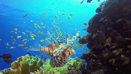Coral Reef Marine Life Lionfish