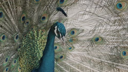 Male Indian Peacock With Wide Spread Large Feathers. Close Up