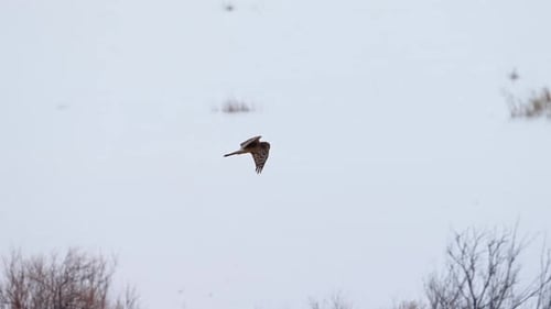 Northern Harrier flying along Utah Lake over the brush