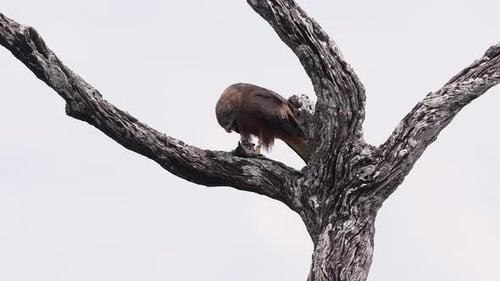 Black Kite Eating Prey on Tree Branch