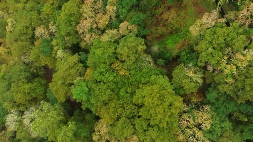 Dense Thicket Covered Tropical Mountains At Fervenza do Toxa In Pontevedra, Galicia Spain.