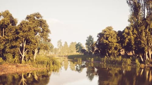 Tranquil River Surrounded By Lush Trees and Greenery Under a Clear Sky