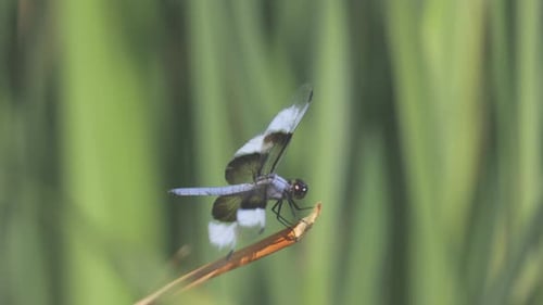 Dragonfly resting on a branch